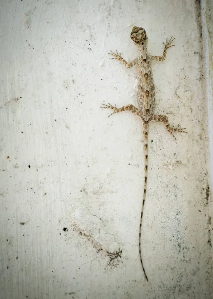 Beautiful Lizard Long Tail Sits Wall High Quality Photo — Stock Photo, Image