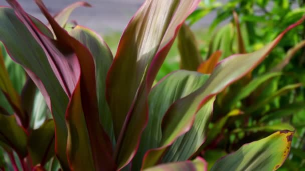 Listy Cordyline Fruticosa zblízka. Zpomalený pohyb. — Stock video