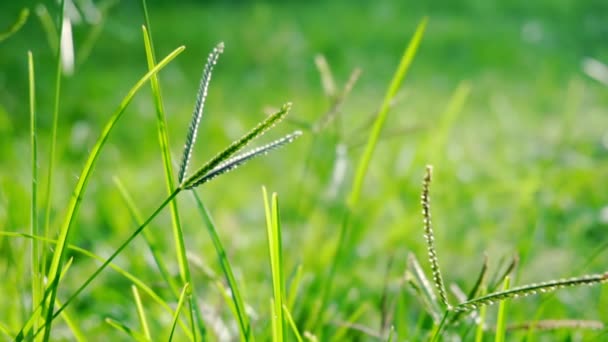 Slow motion blown grass in the sun. — ストック動画