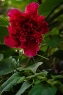 Doğal ortamda kırmızı tropikal çiçek bitkisi. Dikey kompozisyon. Yüksek kalite fotoğraf