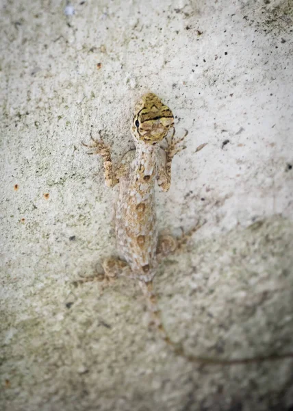 Beautiful Lizard Long Tail Sits Wall High Quality Photo — Stock Photo, Image