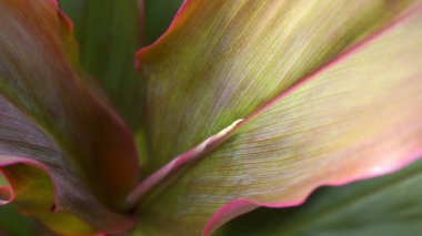 Cordyline Fruticosa yaprakları. Ağır çekim. Tam HD görüntüler