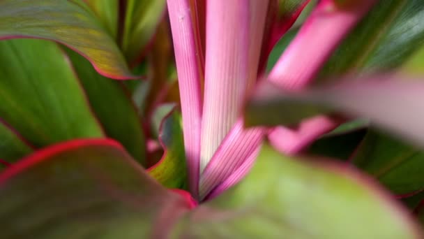 Listy Cordyline Fruticosa Zblízka Zpomal Fullhd Záznam — Stock video