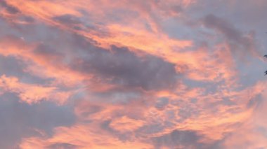 Gün batımında palmiye ve yaprak döken ağaçların silueti. 4k görüntü