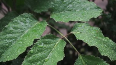 Yağmur damlalarında yeşil yapraklar. Tropik yağmur. 4k görüntü