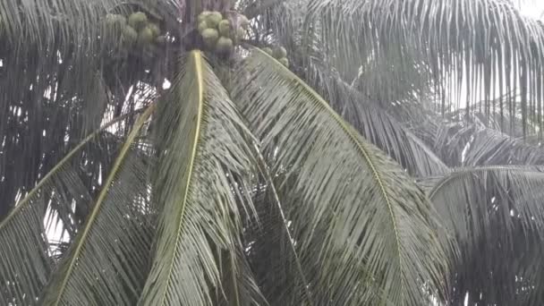 Великі Пальми Під Сильним Тропічним Дощем Буря Тропічних Лісах Кадри — стокове відео