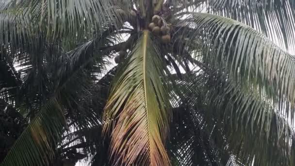 Grandes Palmeiras Sob Forte Chuva Tropical Tempestade Floresta Tropical Filmagem — Vídeo de Stock