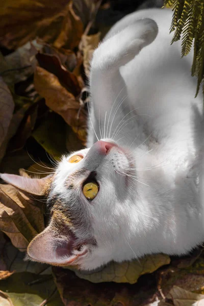 Belo Gato Branco Está Descansando Deitado Folhas Amarelas Foto Vertical — Fotografia de Stock