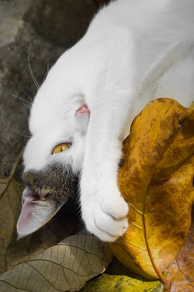 Μια Όμορφη Λευκή Γάτα Αναπαύεται Κίτρινα Φύλλα Κάθετη Φωτογραφία Υψηλής — Φωτογραφία Αρχείου