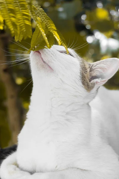 Μια Αξιολάτρευτη Λευκή Γάτα Που Κοιτάζει Περίεργα Φύλλα Όμορφη Γάτα — Φωτογραφία Αρχείου