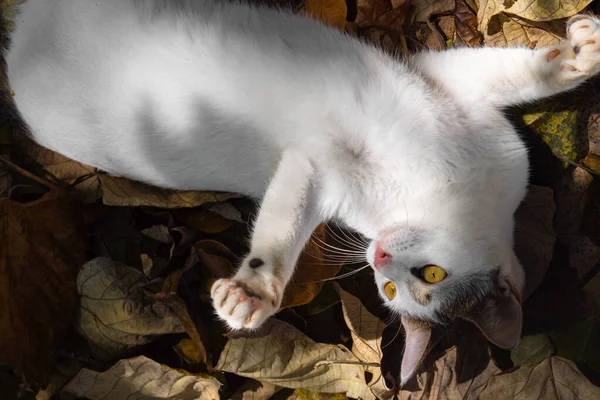 Belo Gato Branco Está Descansando Deitado Folhas Amarelas Foto Alta — Fotografia de Stock