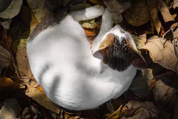 Hermoso Gato Blanco Descansa Acostado Hojas Amarillas Foto Alta Calidad — Foto de Stock