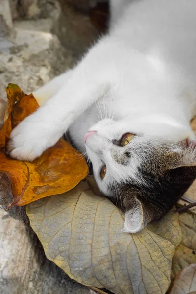 Hermoso Gato Blanco Descansa Acostado Hojas Amarillas Foto Vertical Foto — Foto de Stock