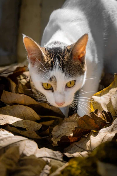Belo Gato Branco Está Descansando Deitado Folhas Amarelas Foto Vertical — Fotografia de Stock