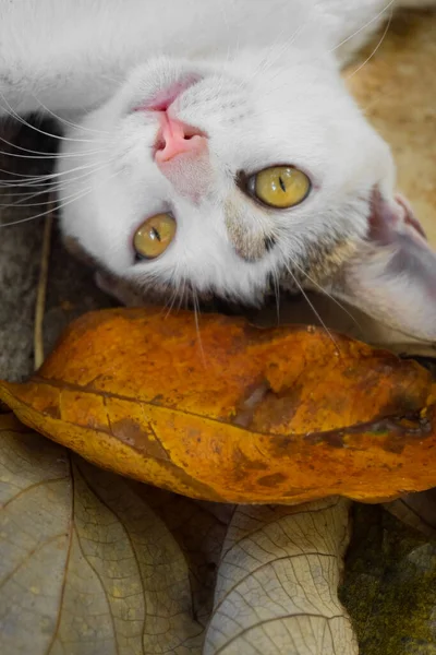 Belo Gato Branco Está Descansando Deitado Folhas Amarelas Foto Vertical — Fotografia de Stock