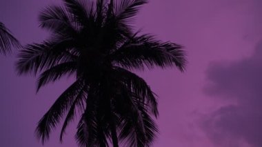 Pembe günbatımı arka planında palmiye ağacı silueti