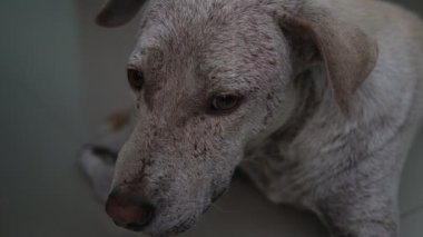 Genç evsiz bir köpek dışarıda bir fayansta uyuyor. Namluya yakın çekim