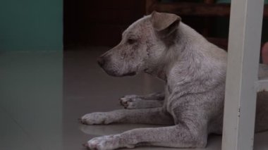 Genç evsiz bir köpek dışarıda bir fayansta uyuyor. Namluya yakın çekim