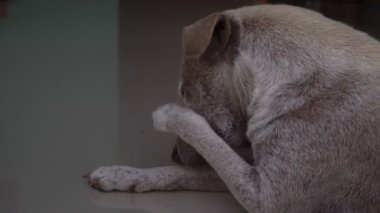 Genç evsiz bir köpek dışarıda bir fayansta uyuyor. Namluya yakın çekim