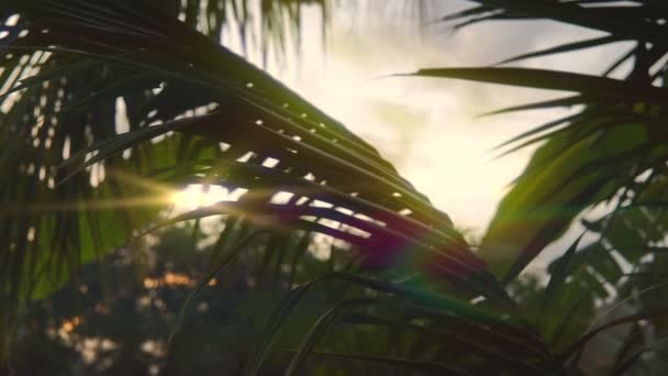 Solstrålarna tar sig igenom de tropiska bladen. — Stockvideo