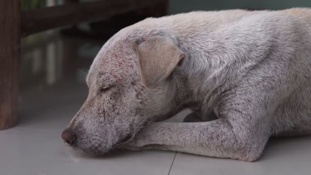 Un perro joven sin hogar duerme en una baldosa afuera. Primer plano del hocico — Vídeos de Stock