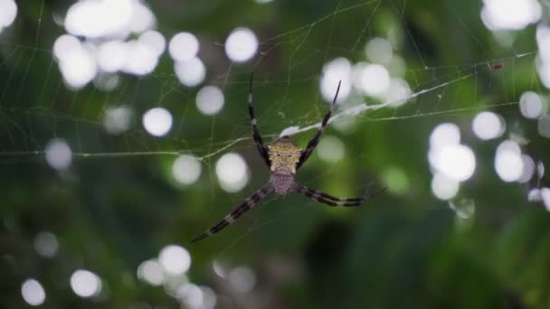 Μεγάλο argiope σκωληκοειδής αράχνη κάθεται σε έναν ιστό στη ζούγκλα. Κοντινό πλάνο — Αρχείο Βίντεο