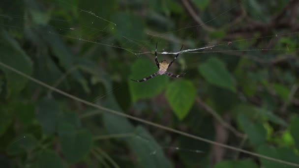 Stor spindel argiope appensa sitter på ett nät i djungeln. Närbild — Stockvideo