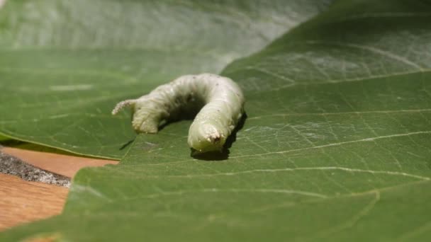 Oruga tropical grande sobre hojas verdes. Primer plano — Vídeos de Stock