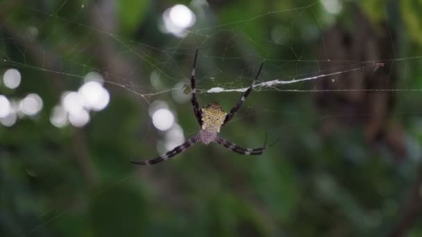 Large spider argiope appensa sits on a web in the jungle. Close-up — Stock Video