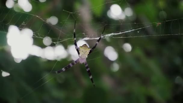 Stor spindel argiope appensa sitter på ett nät i djungeln. Närbild — Stockvideo