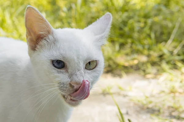 Belo Gato Branco Lambe Lábios Foto Fundo Natureza Foto Alta — Fotografia de Stock