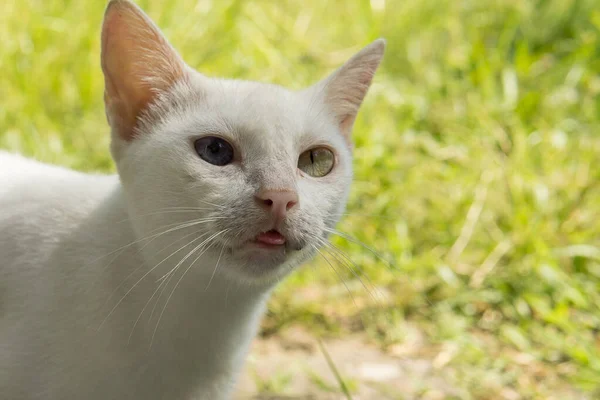 Gato branco bonito no fundo da natureza — Fotografia de Stock