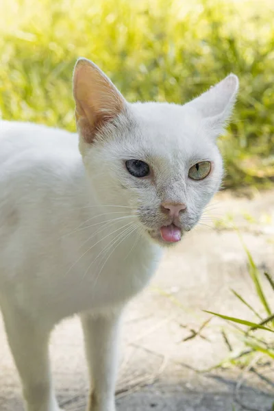 Hermoso gato blanco en el fondo de la naturaleza — Foto de Stock