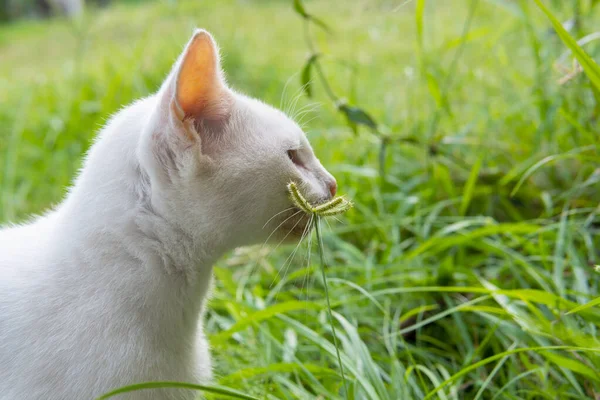 Gato branco bonito no fundo da natureza — Fotografia de Stock