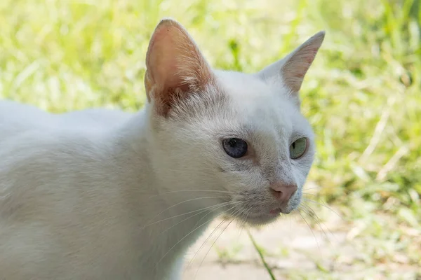 Hermoso gato blanco en el fondo de la naturaleza — Foto de Stock