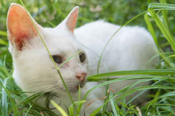 Hermoso gato blanco en el fondo de la naturaleza — Foto de Stock