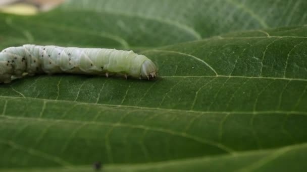 Grote tropische rups op groene bladeren. Close-up — Stockvideo