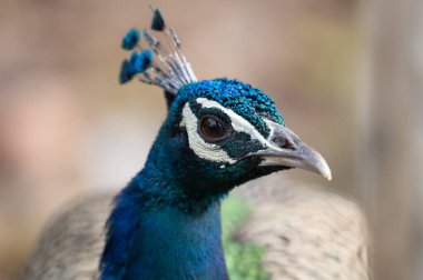Hint Peafowl (Pavo cristatus), bilinen adıyla Peafowl.  