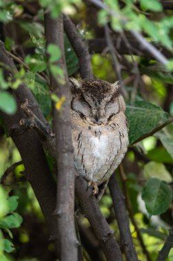 Kızılderili yaraları Baykuş ya da Yakalı Yara Baykuşu