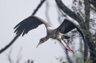 Boyalı leylek ya da Mycteria löcocephala kuşu