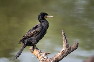 Hint karabatağı veya Hint sevişmesi (Phalacrocorax fuscicollis)