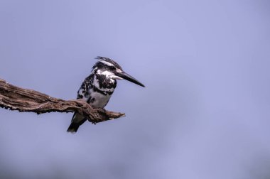 Pied kingfisher veya Ceryle rudis bird
