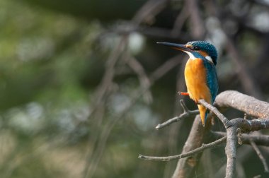 Daldaki sevimli kuşa yaklaş. 