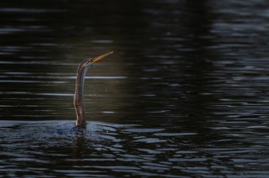 Keoladeo ghana Milli Parkı 'nda güneşlenirken ya da Bharatpur Kuş Sığınağı Bharatpur Rajasthan Hindistan - anhinga melanogaster