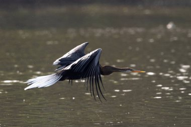 Keoladeo ghana Milli Parkı 'nda güneşlenirken ya da Bharatpur Kuş Sığınağı Bharatpur Rajasthan Hindistan - anhinga melanogaster