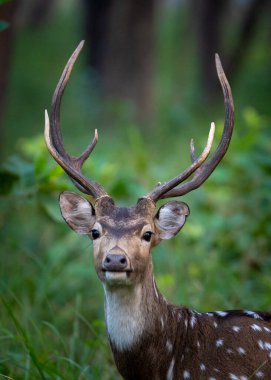geyik kafası portresi, hayvan