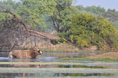 Doğal ortamında suda bir inek..