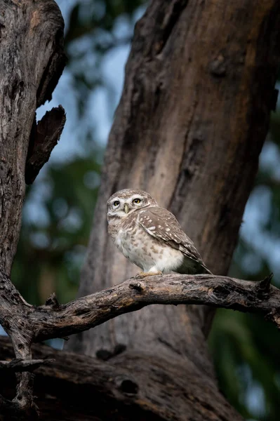 Dschungel Eule Ein Kleiner Vogel Aus Der Familie Der Eule — Stockfoto