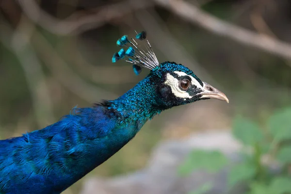 Індійський Павич Лат Pavo Cristatus Також Відомий Звичайний Павич — стокове фото