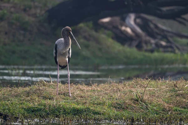 Der Gemalte Storch Oder Mycteria Leucocephala Vogel — Stockfoto